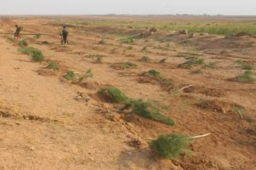 Hewldanên zêdekirina keskahiyê li herêma Cizîrê berdewam in