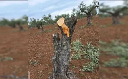 Li Efrînê sûcên li dijî welatiyan berdewam in
