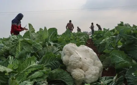 Cotkaran li Cizîrê dest bi çinîna sebzeyên zivistanê kir