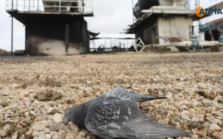 Şahidekê êrişa li ser stasyona neftê vegot
