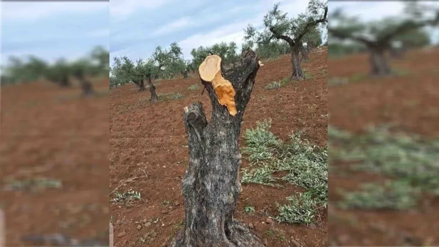 Li Efrînê sûcên li dijî welatiyan berdewam in