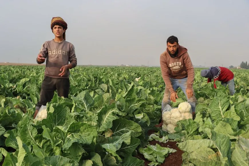 Cotkaran li Cizîrê dest bi çinîna sebzeyên zivistanê kir