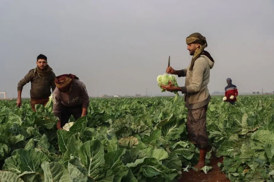 Cotkaran li Cizîrê dest bi çinîna sebzeyên zivistanê kir