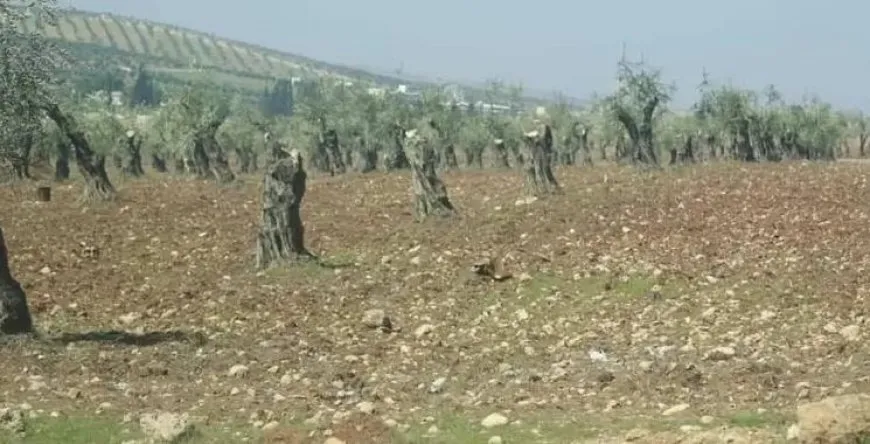 Li Efrîna qirkirina xwezayê dewam dike