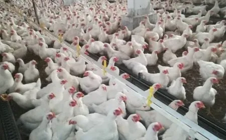 Hikumeta Şamê debara welatiyan zehmet dike