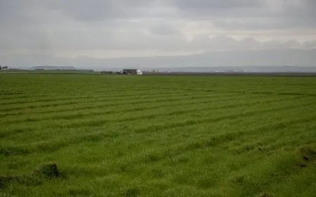 Barana li Cizîrê berhemên çandiniyê geş kirin
