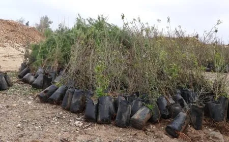 Li Tebqayê pêngava çandina hezar şitlan