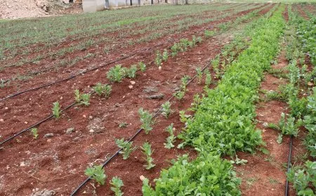 Bi pêşengtiya jinan projeyeke çandiniyê li Şêxmeqsûdê hat vekirin