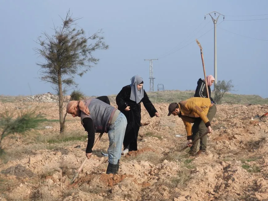 Li Tebqayê 100 şitil hatin çandin