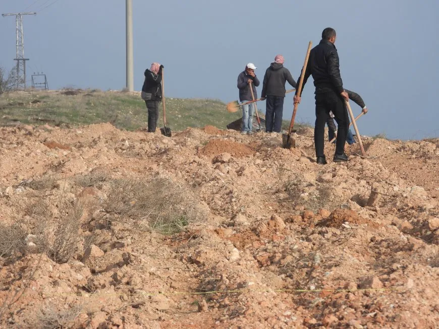 Li Tebqayê 100 şitil hatin çandin