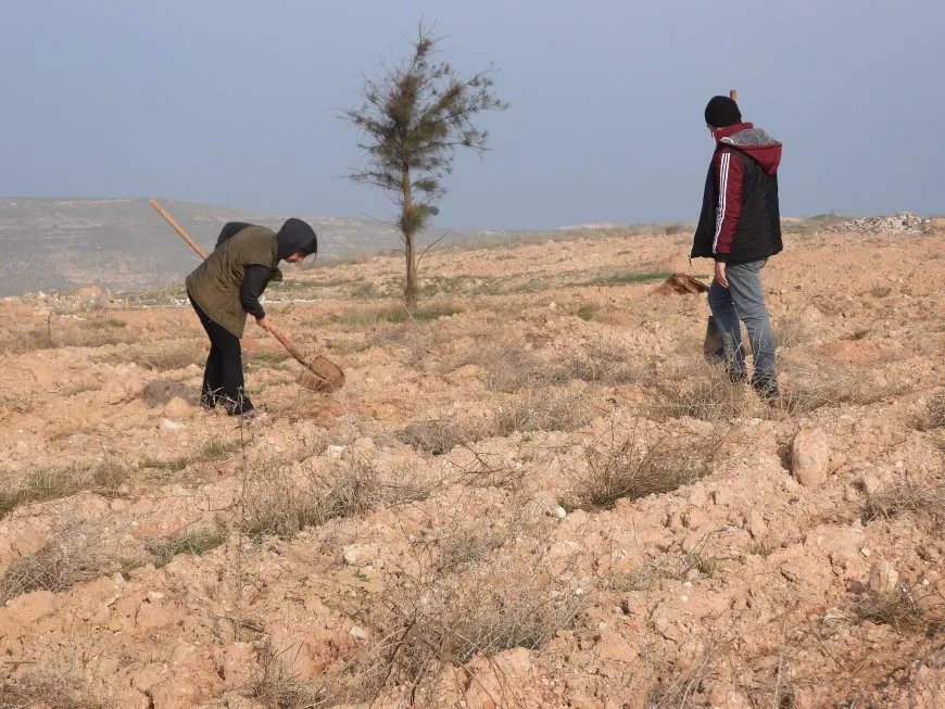 Li Tebqayê 100 şitil hatin çandin