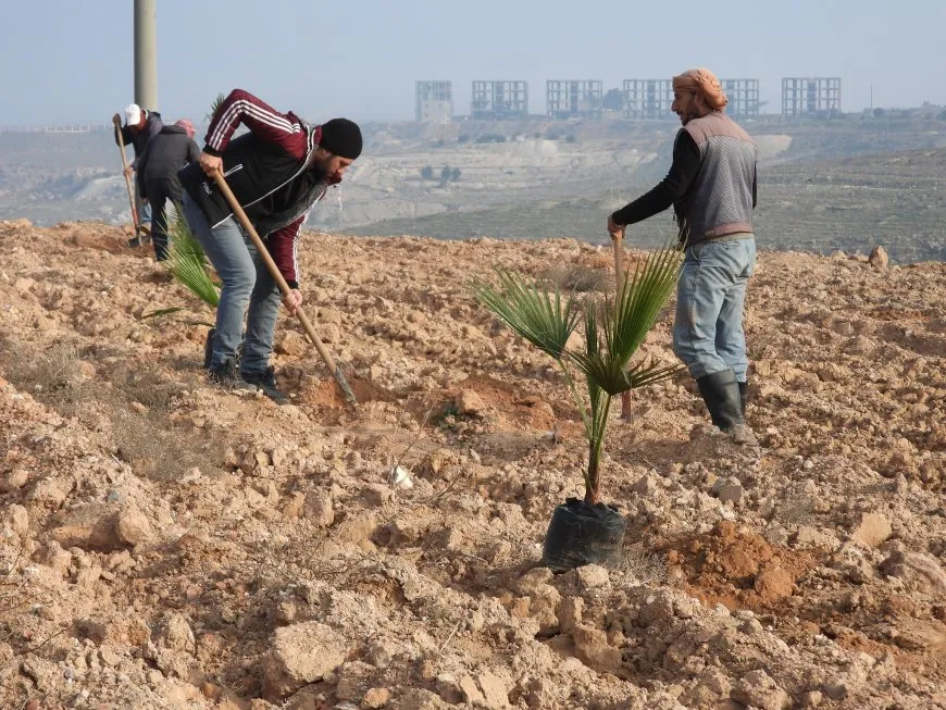 Li Tebqayê 100 şitil hatin çandin