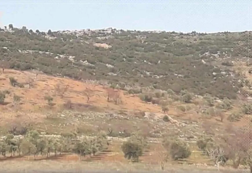 Çeteyên Tirkiyê çiyayên Efrînê kirin çolistan
