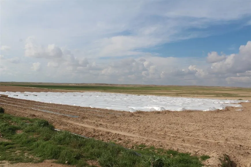 Li Holê çandina sebzeyên havînî dest pê kir