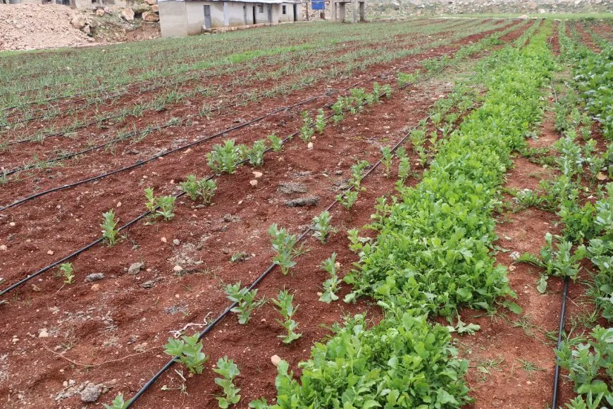 Bi pêşengtiya jinan projeyeke çandiniyê li Şêxmeqsûdê hat vekirin