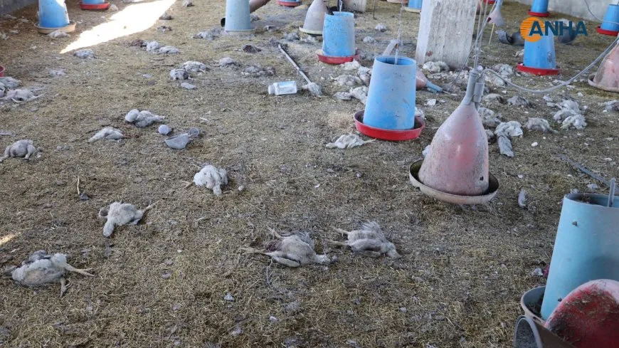 Di êrişa li ser Şehbayê de welatiyek şehîd bû