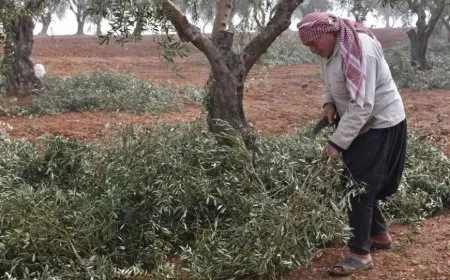 Kesixandina darên zeytûnan dest pê kir