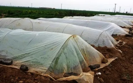Li kantona Firatê 50 malbat ji kooperatîfan sûdê werdigirin