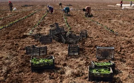 Projeya "Demsal" rêbaza nû ya pêşxistina çandiniyê