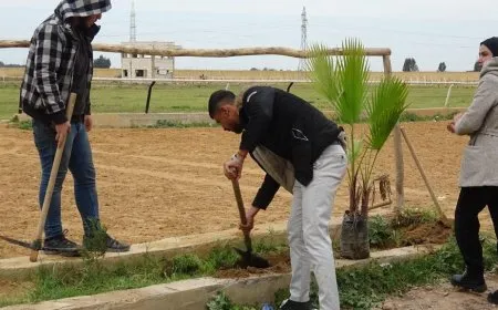 Li Reqayê 100 dar hatin çandin
