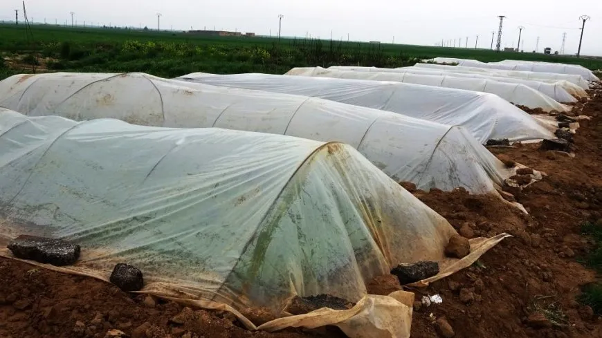 Li kantona Firatê 50 malbat ji kooperatîfan sûdê werdigirin