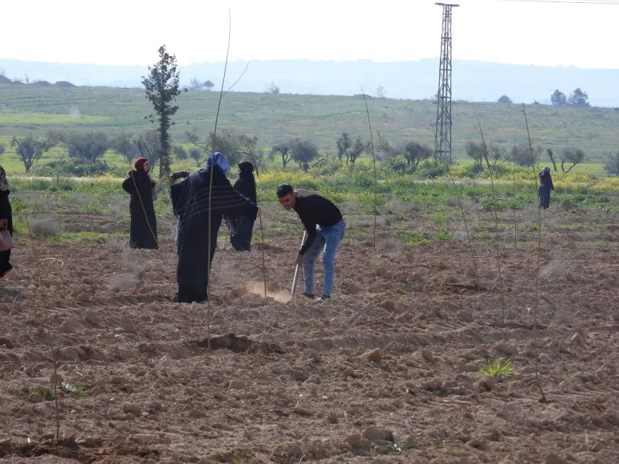 Li Tebqayê projeya çandina 10 hezar dar