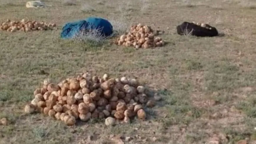 Li beyarê Sûriyeyê 3 jin hatin qetilkirin