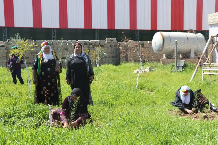 Li Qamişloyê bi boneya 4`ê Nîsanê dar hatin çandin