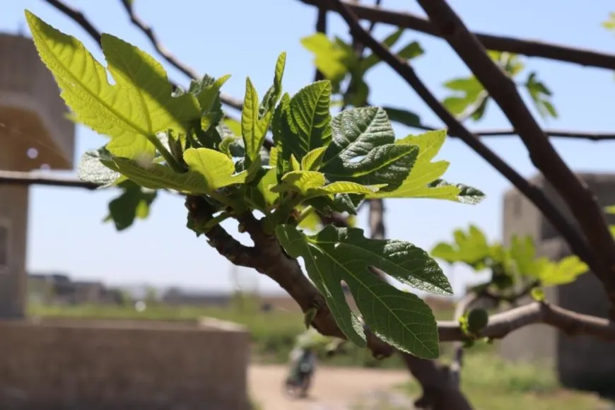 Bi dîmen; li kantona Reqayê bihar