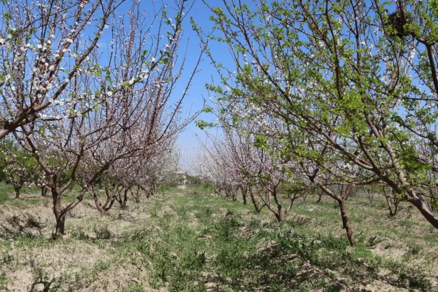Bi dîmen; li kantona Reqayê bihar