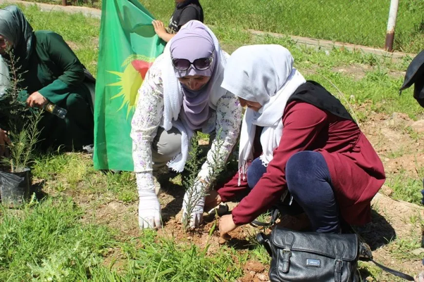 Mujeres plantan mil árboles en dos distritos de Qamishlo