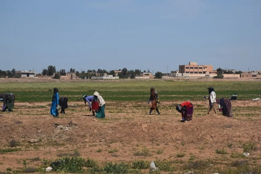 Zeviyên buharat tên aşêvkirin