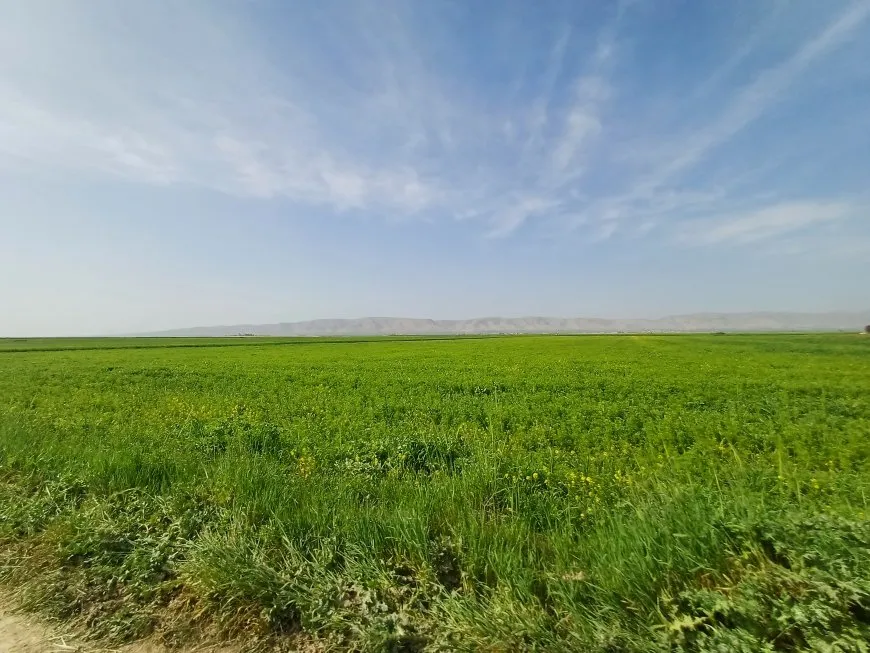 Xemla bihara Cizîrê