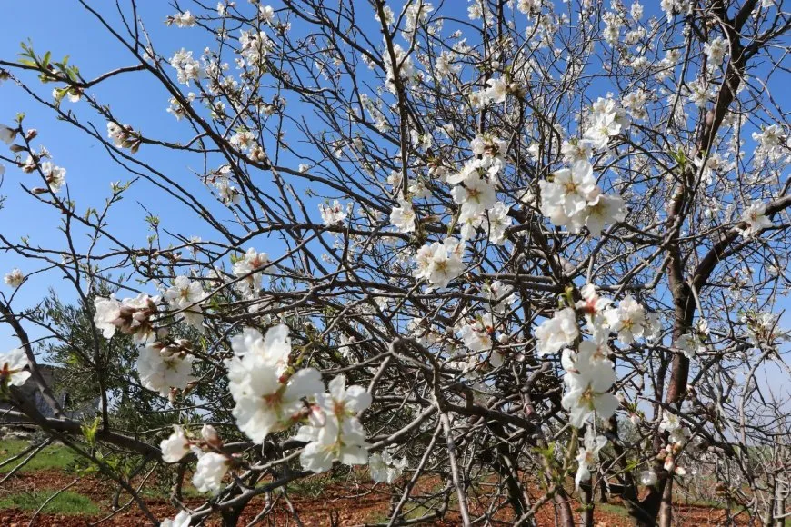 Bihara Bakur û Rojhilatê Sûriyeyê