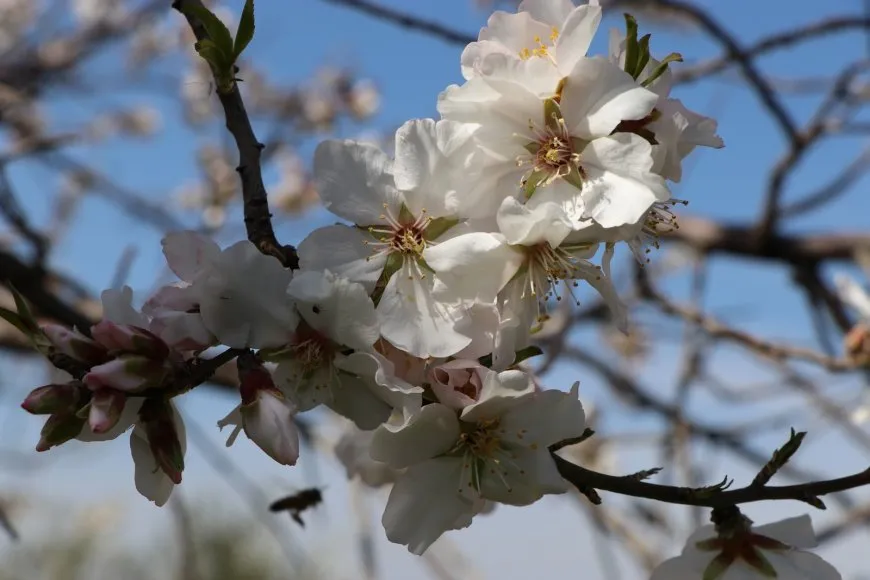 Bihara Bakur û Rojhilatê Sûriyeyê