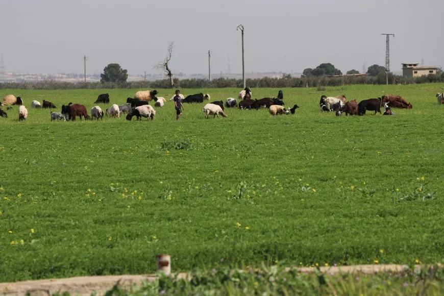 Bihara Bakur û Rojhilatê Sûriyeyê