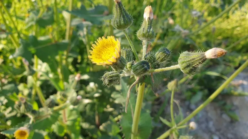 Bihara Bakur û Rojhilatê Sûriyeyê