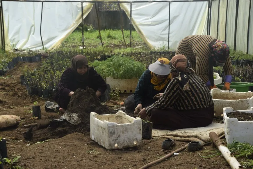 Şitilgeha Jîn daran ji bajêr re peyda dike