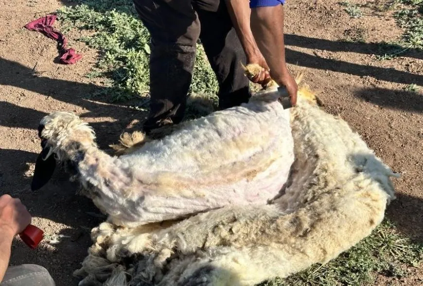 Dema berxbirê