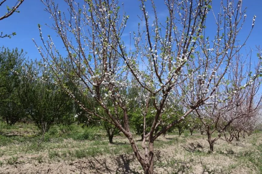 Li Reqayê aliyekî rêgeza xwetêrkirinê; çandina darên berhemdar 
