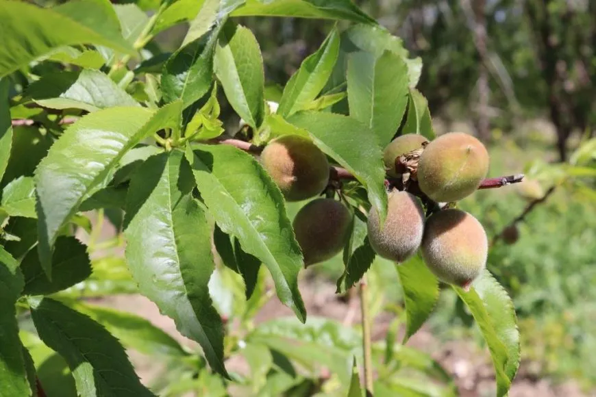 Li Reqayê aliyekî rêgeza xwetêrkirinê; çandina darên berhemdar 