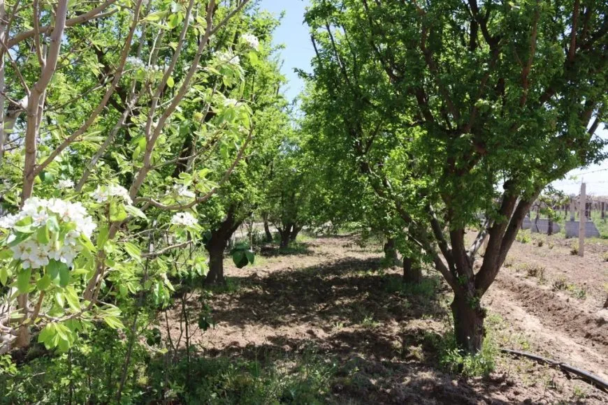 Li Reqayê aliyekî rêgeza xwetêrkirinê; çandina darên berhemdar 