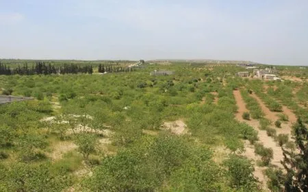 Fistiqên helebî rewşa aborî ya gund guherand