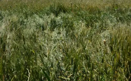 Bandora barana biharê li ser çandiniyê