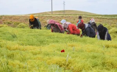 Demsala rakirina berhemên çandiniyê dest pê kir