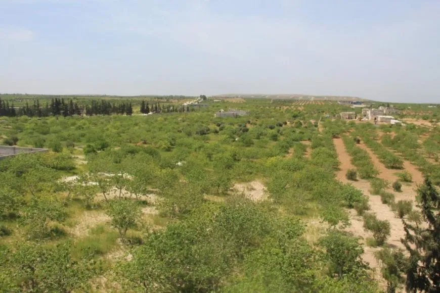 Fistiqên helebî rewşa aborî ya gund guherand
