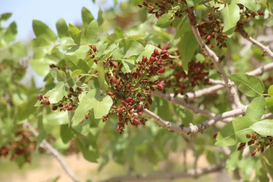 Fistiqên helebî rewşa aborî ya gund guherand