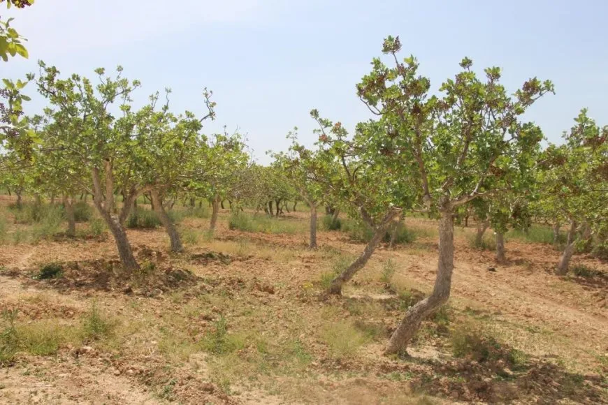 Fistiqên helebî rewşa aborî ya gund guherand