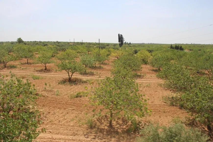 Fistiqên helebî rewşa aborî ya gund guherand