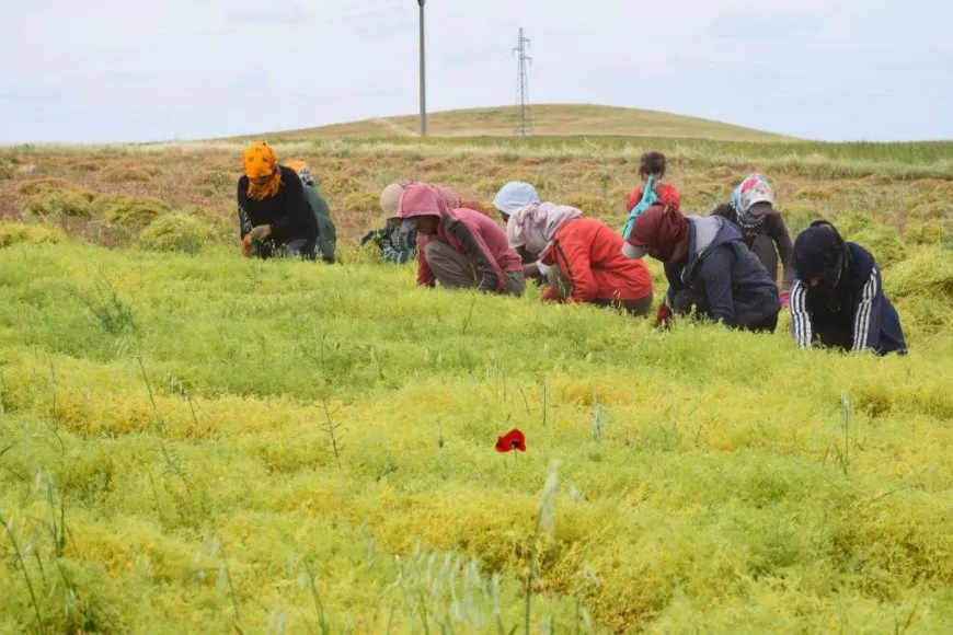 Demsala rakirina berhemên çandiniyê dest pê kir